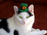 Irish Cat - Dubh_Arts
 - 2