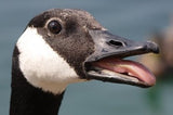 Pet Goose - Dubh_Arts
 - 1